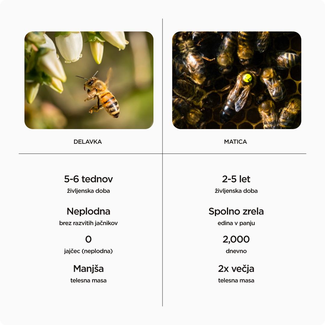 Primerjava čebele delavke in matice